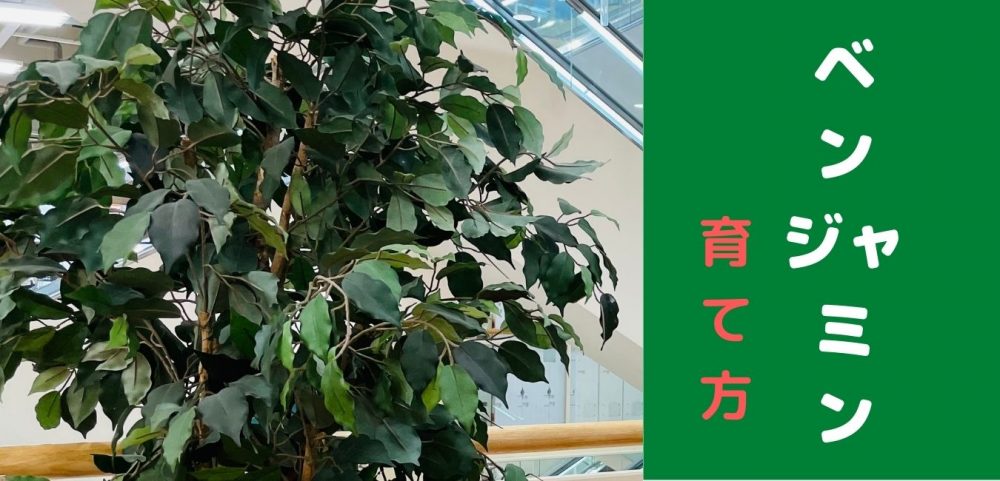 ベンジャミン の育て方 カンタンな剪定と植え替え方法の解説 Natural Green