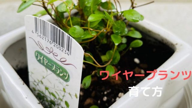 可愛い ワイヤープランツ の育て方 剪定 植え替え 挿し木のポイント Natural Green