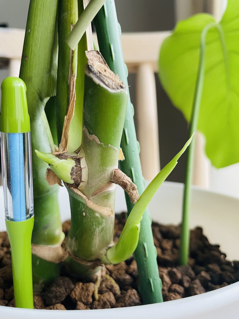 前に倒れるモンステラを仕立て直ししてみた 剪定 水耕栽培 植え替えレポート Natural Green