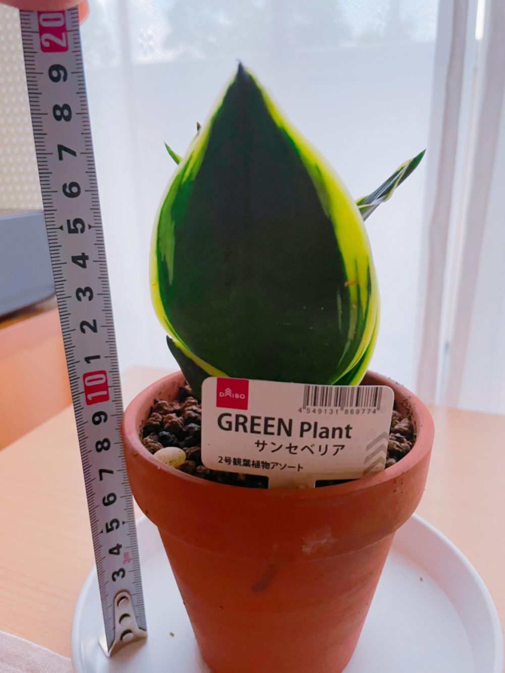 100均のサンスベリア 植え替え手順紹介 栽培レポート Natural Green