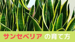 100均のサンスベリア 植え替え手順紹介 栽培レポート Natural Green