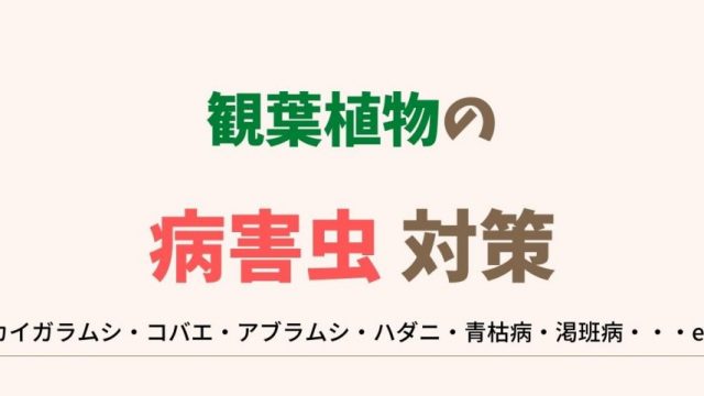 きもい 観葉植物の害虫は早期発見と対策が重要 おもな害虫11種も解説 Natural Green