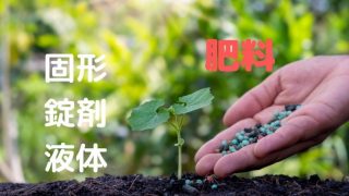 ベンジャミン の育て方 カンタンな剪定と植え替え方法の解説 Natural Green