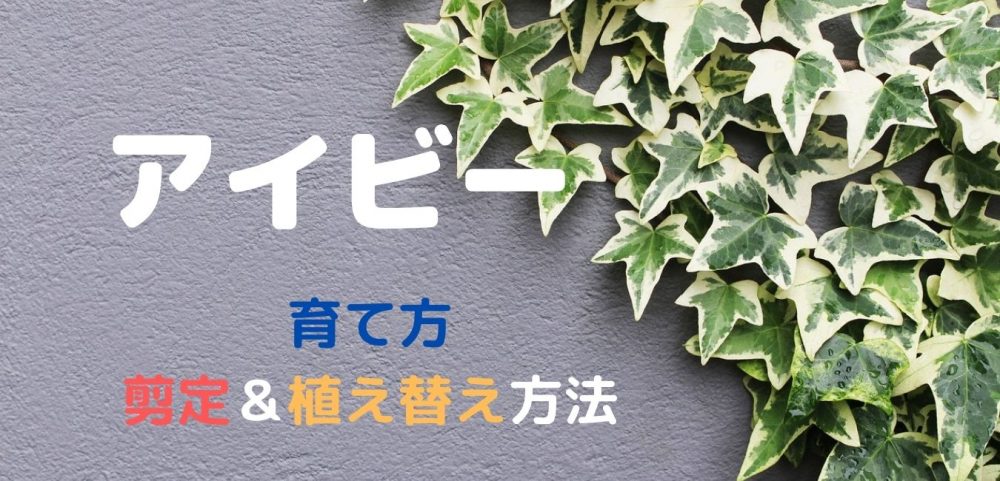 観葉植物 アイビーの育て方 株姿が乱れたら剪定 植え替えしよう Natural Green