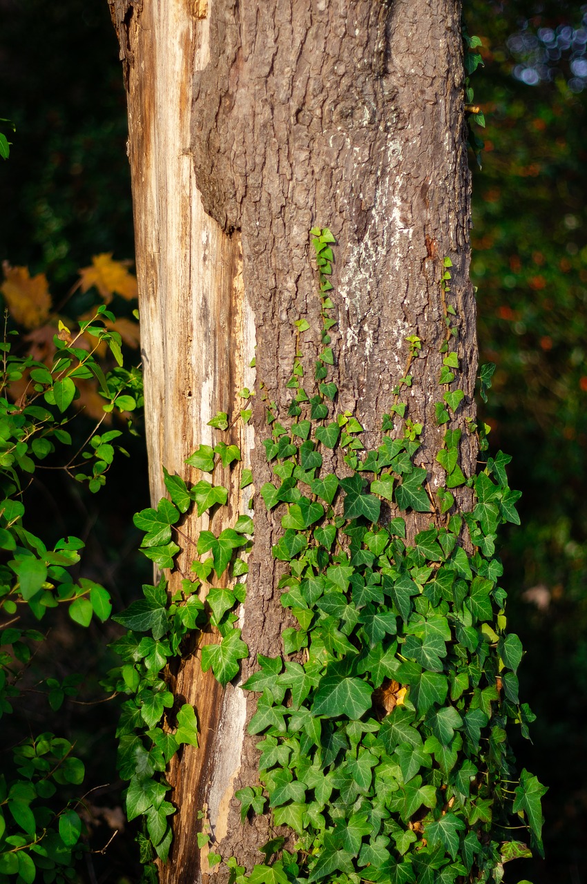 観葉植物 アイビーの育て方 株姿が乱れたら剪定 植え替えしよう Natural Green