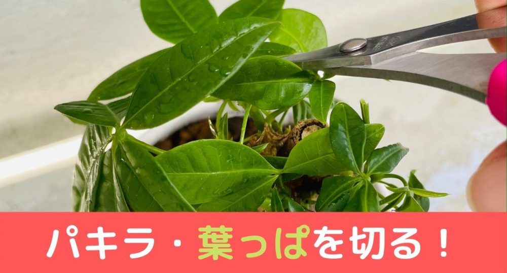 画像あり 100均パキラ成長記録 植え替え 葉っぱ切ると大きくなるぞ Natural Green