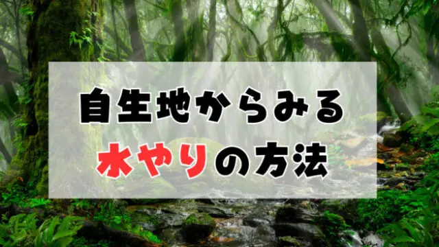 観葉植物　水やり