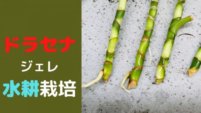 Natural Green ドラセナ ジェレ再生記録